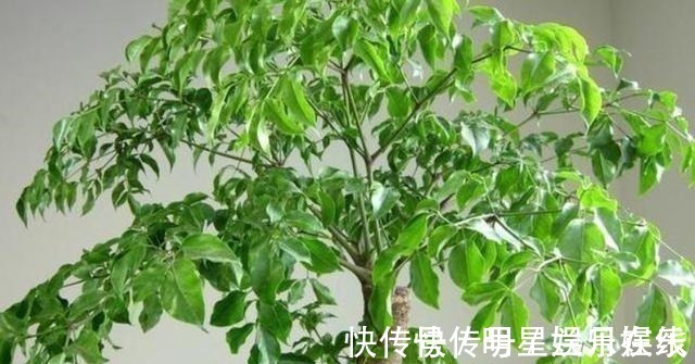 如果不到万不得已,这3种花过年“不要买”,年后买,省钱又好养