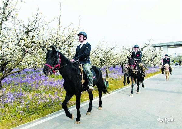 第26届中国·砀山梨花节：乡村振兴春风来 千树万树梨花开