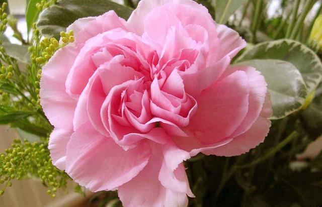 3种花现在养正合适，不怕热不怕晒，开花容易非常漂亮，适合新手