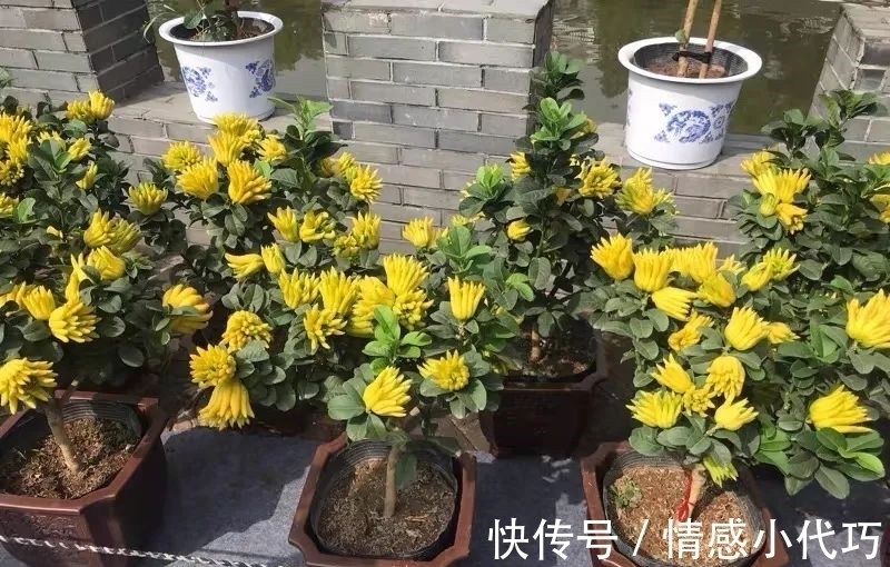 罗汉松|推荐八种镇宅辟邪的植物,家里养一盆,护宅守家保平安