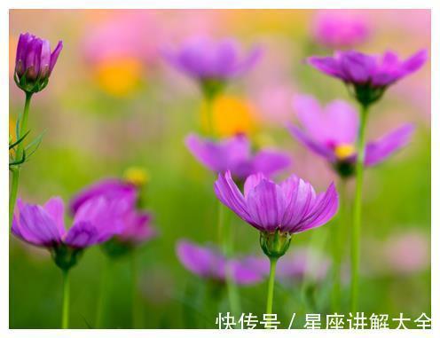 桃花|到了12月中旬，4属相吉星伴身，桃花朵朵，财源滚滚，日子红火