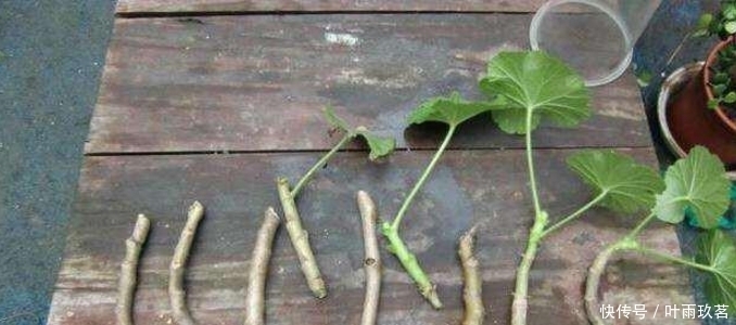 保湿|很好养的6种花草,扦插生根快,花儿开成团,漂亮易养活