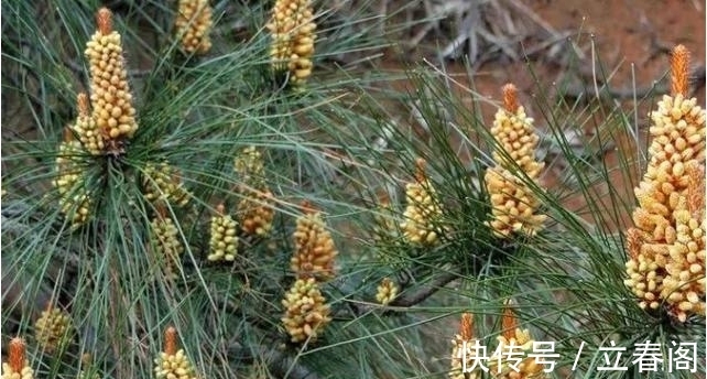 松科|你知道这是什么花吗？其实，你家山上就有，只是没有在意