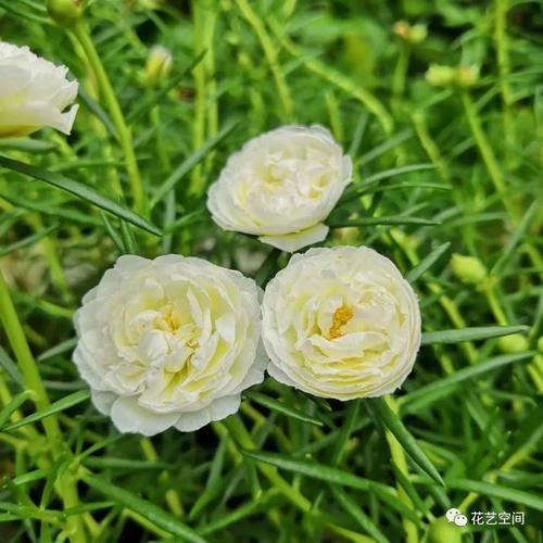 “最累”的8种花,花开连续几个月,一次开花几百朵!