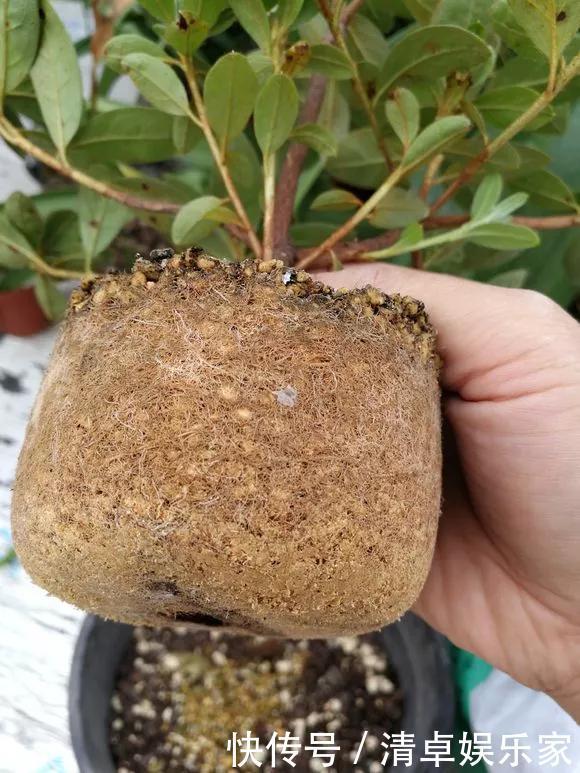 养花|养花技巧6种花须用小盆“挤着养”,控水好、长得旺!