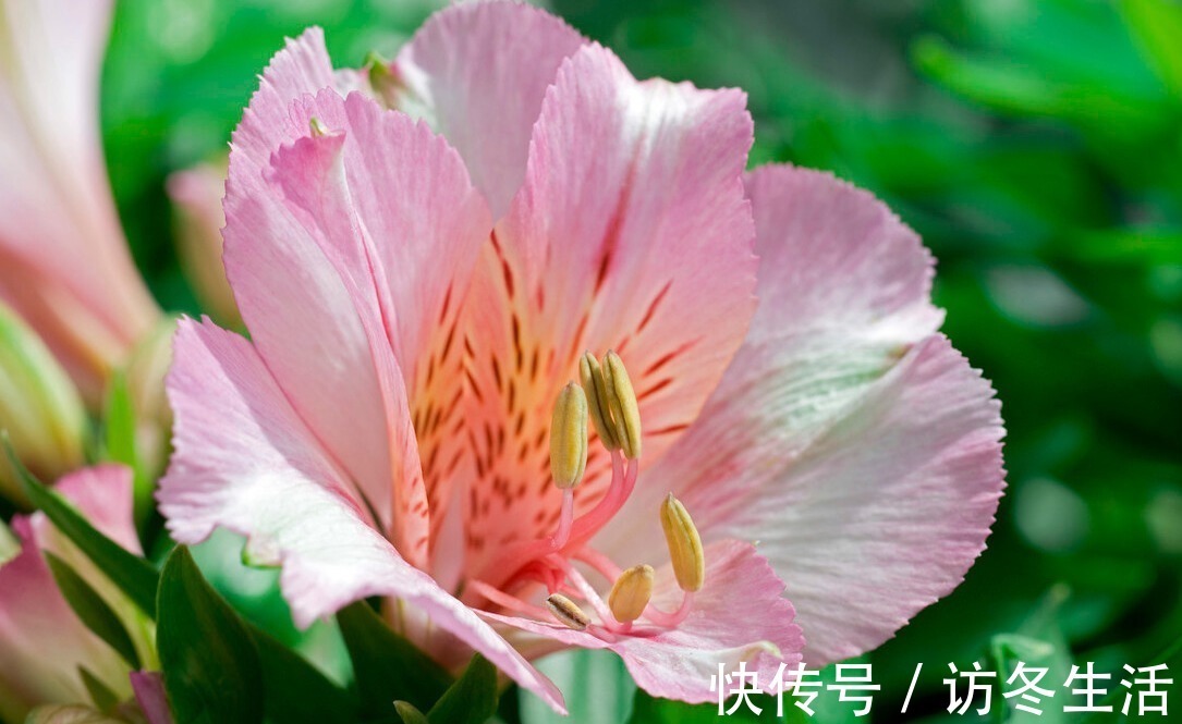 肥水|在家就能制作的养花肥水,制作方法简单,肥效好