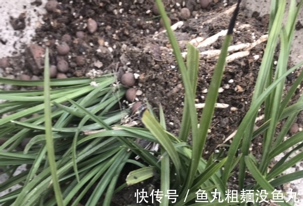 植物|养花为什么要换盆，什么时候换盆，怎么换盆才合适？