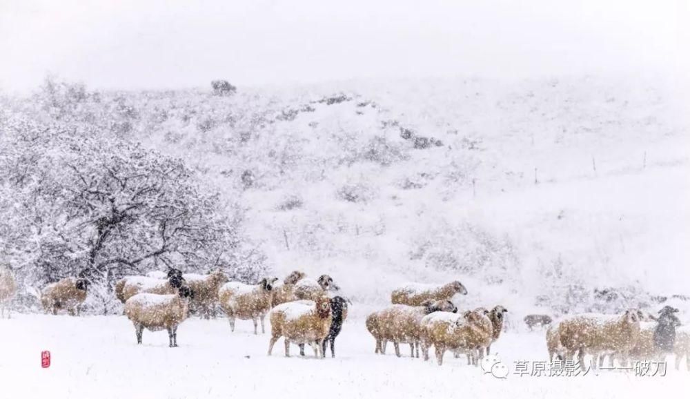 来银装素裹的阿鲁科尔沁，听一曲草原上的“冬日恋歌”……