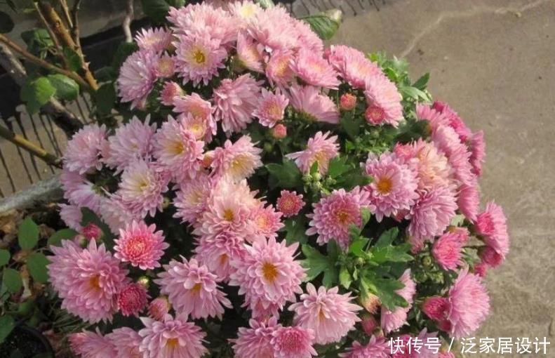 花朵|夏季养夏菊，打理简单，植株抗晒喜旱，天热花开不断