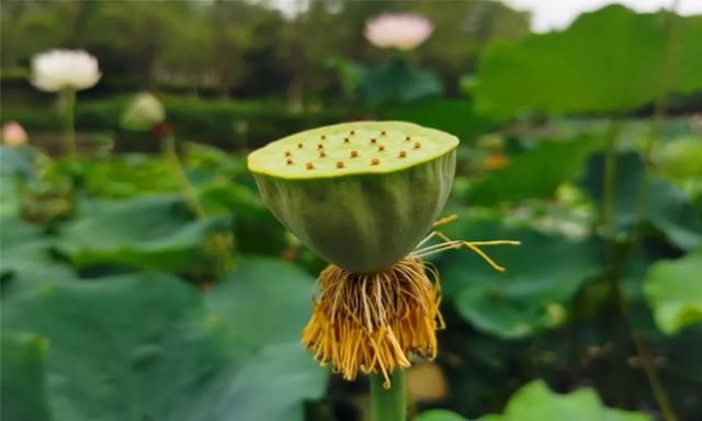 | 李白笔下的夏日究竟是什么样子的？|风雅绵州 | 荷花