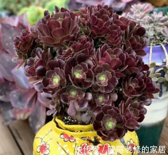 长势|入秋以后,多肉法师要放养,丢失外长势旺,养成群生手捧花
