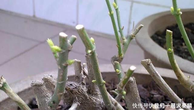 养茉莉花，只用了一个小诀窍，花开的又多又香，太赞了