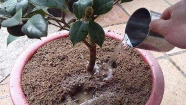 花友们|土壤有“虫卵”,3个“小步骤”做好,土壤变干净,花卉不烂根