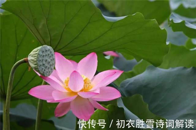 中國文化#賞讀李漁荷花兩篇:冷然一陣荷香過,是花是葉,分他不破