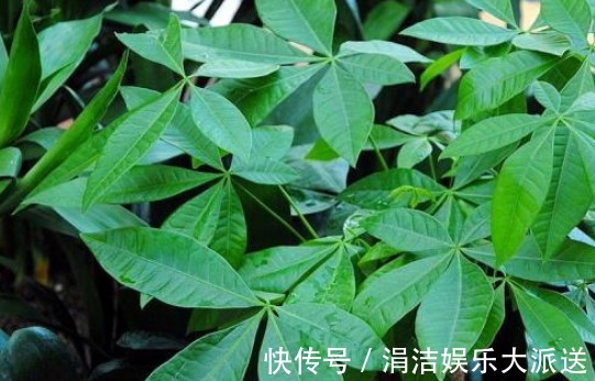 发财树|推荐5种夏天常见的花草，越晒长得越好，开花多又香
