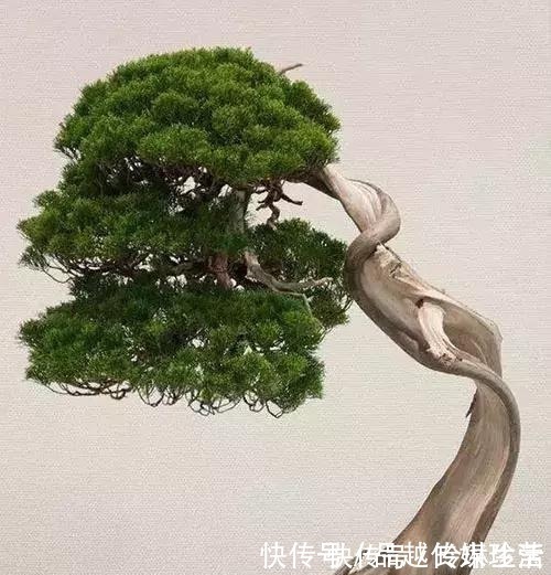 苍劲|这3种盆景可以养成传家宝，再穷也要养，越老越值钱！