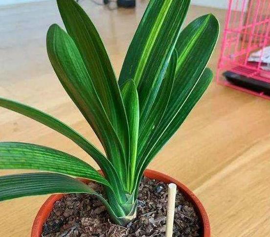 花盆|室内养花浇水总烂根?教你最简单的2个“窍门”,浇水不再烂根!