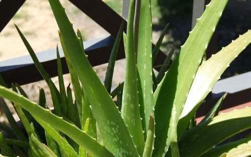 空气|这三种绿植,不仅能净化空气,还具有观赏价值,最适合放在家里养