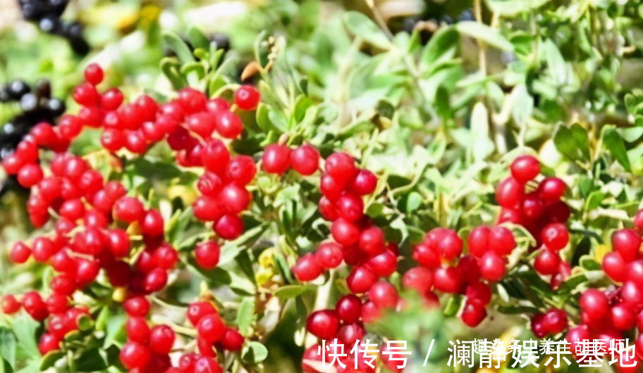 白刺果|女性不想长满皱纹,要多吃三种食物,排毒养颜,有益健康!