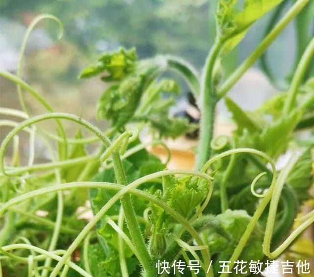 法-1|入秋后，茄子豆角不如它！成本不到2块钱，排毒清肠，滋阴养肾！