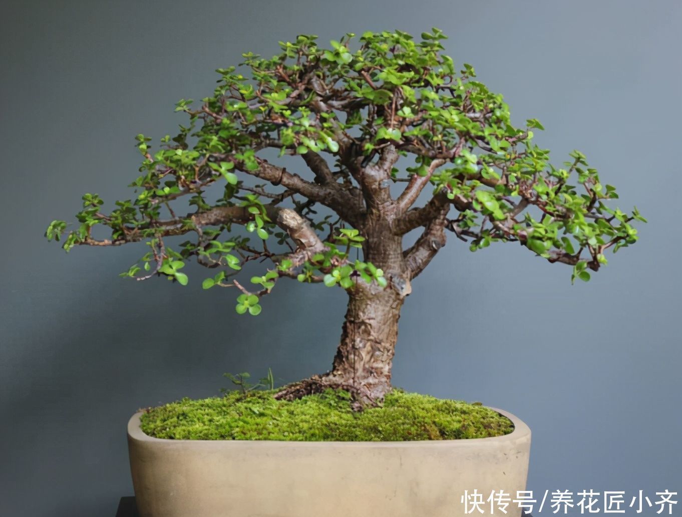 三种可以养成树的“多肉”，不仅漂亮又好养，而且夏季也不休眠