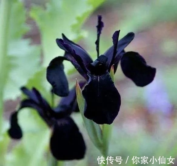 鸢尾花|约旦有一种黑色的鸢尾花，花开黑紫色花，花型像翅膀，显得很神秘
