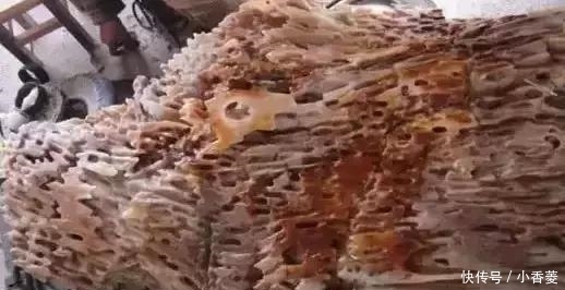  虫子|2亿年前的五条虫子 与大树一起变成了玉石！