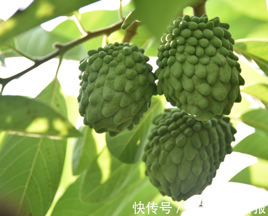 种植|释迦果美白肌肤,延缓衰老,掌握四点,种出优质营养的释迦果来!