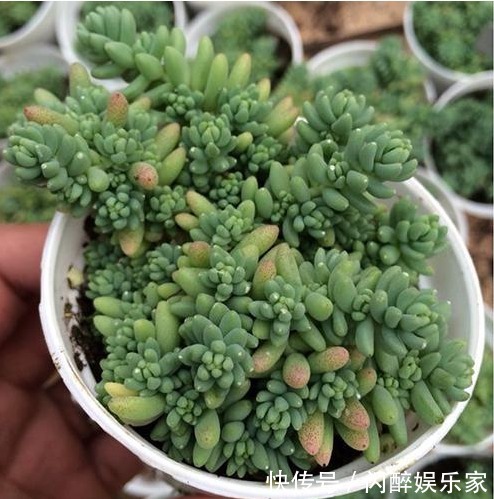 7种多肉吊起来养之后,家里多了七彩花帘,爆盆之后都非常好看