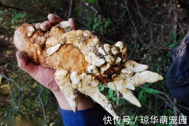 男子|阳气生于脾、根于肾,常吃3种食物,脾、肾同补