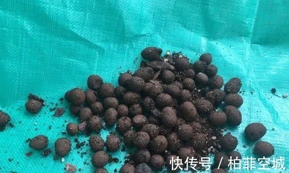 盆栽土不够透气,是因为植物上盆前少做了这一步:填充它们