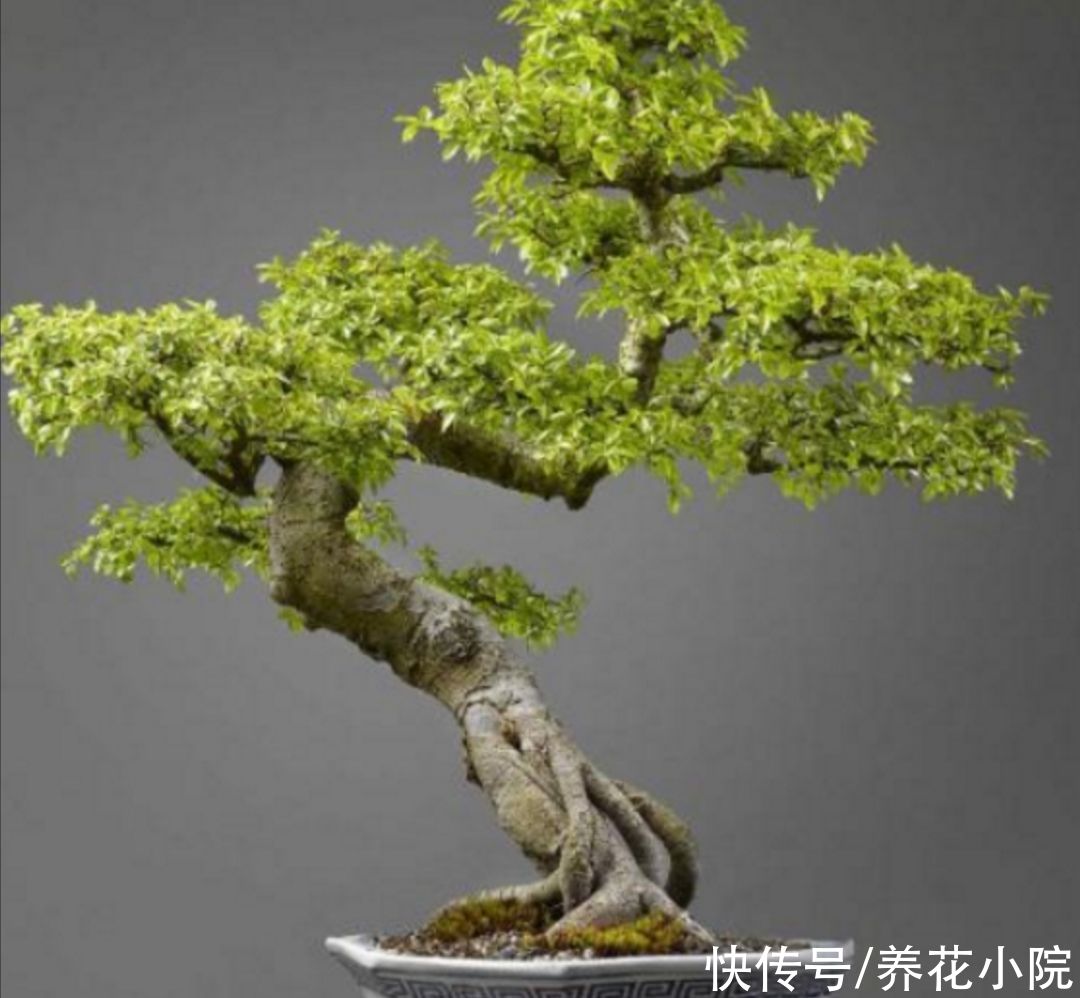 栽植|野外2种“疙瘩树”，苍劲古朴，枝叶清秀，适合做盆景