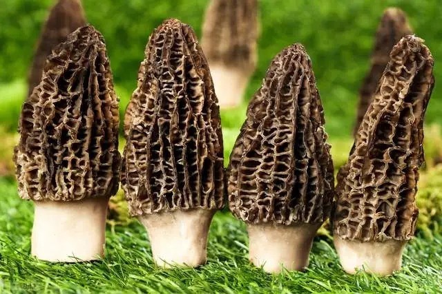 杏鲍菇|9大常见蘑菇菌类的最佳吃法，这么做比肉还香！