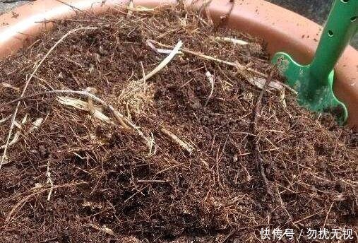 松针|路边捡一把扔到花盆里,土壤肥的流油,根壮不腐烂,3年不用换土!