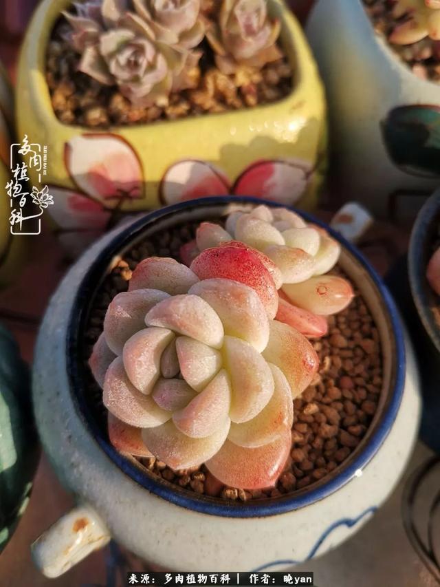 养多肉近四年，一路的走来，阳光总在风雨后！