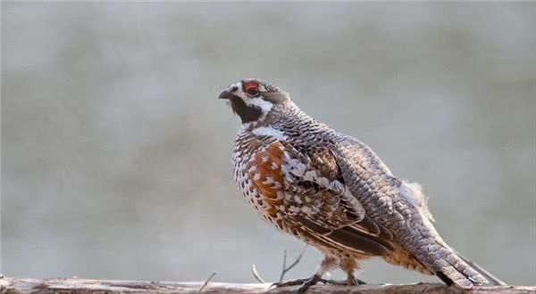 中国人说“天上龙肉,地下驴肉”,龙肉是什么原来是罕见的它