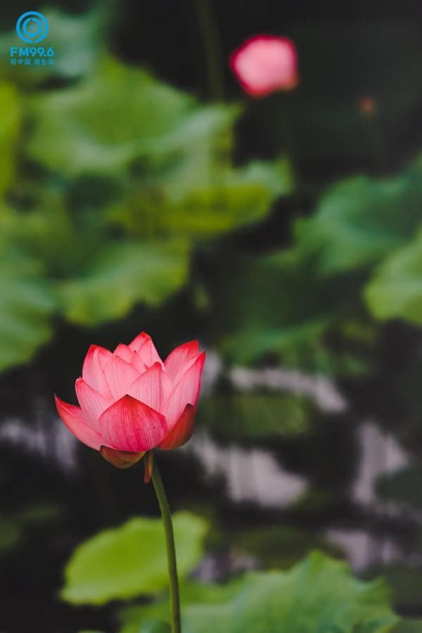 阳光|今日夏至，宜读诗赏雨吃瓜，期待阳光