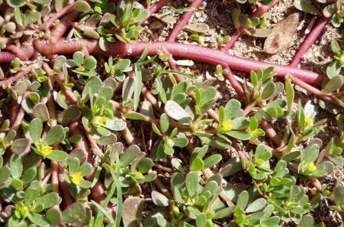 龙舌兰|植物的奇特“十二属相”某些植物也有自己对应的“属相”！