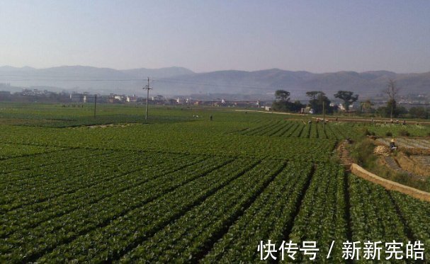 红麻|它在以前是麻绳原料首选，如今却被视为高级野菜，现在采摘正当时