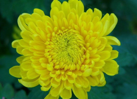 喜欢菊花，不如养盆“稀世名菊”，似飘飘丝绸，金光灿灿