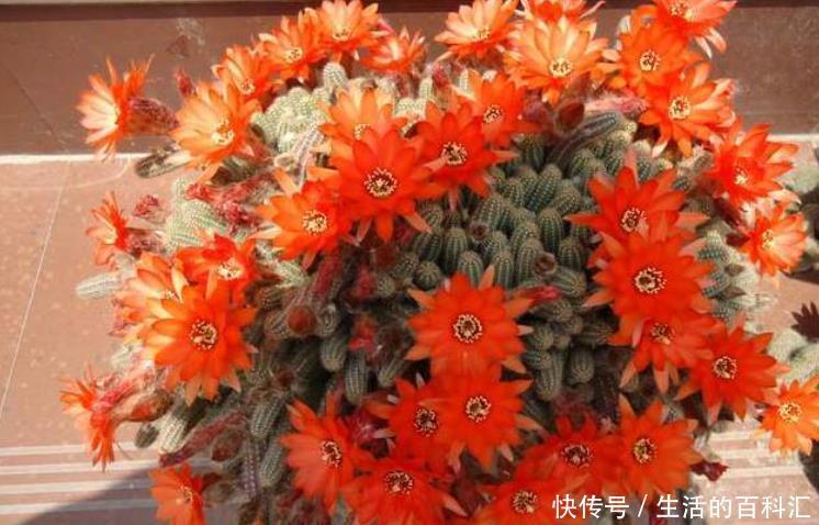 花苞|长得像毛毛虫的白檀,冬季必须要“睡觉”,做不好一个花苞也不长