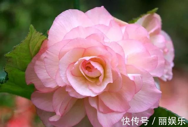 光照|一种盆栽花卉,开花不输大岩桐,比长寿花好养护,花期比月季还长