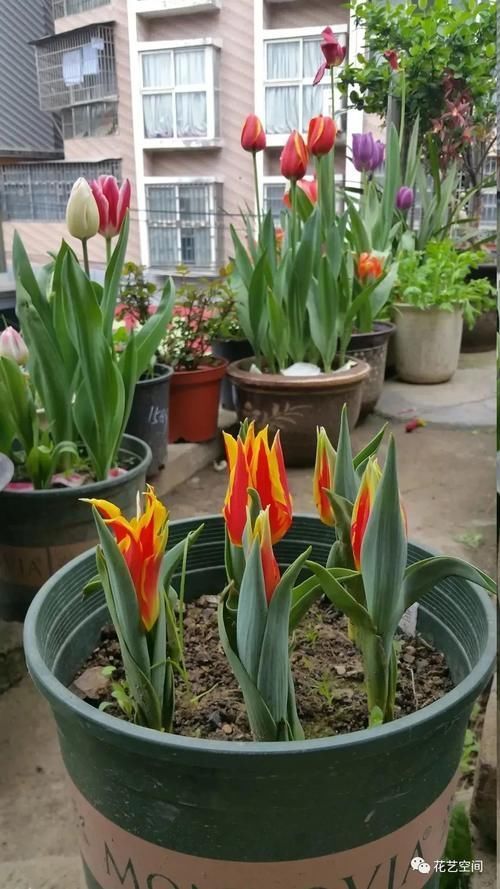 室内养花“黑名单列表”,早该搬出去,还你干净卫生的空气