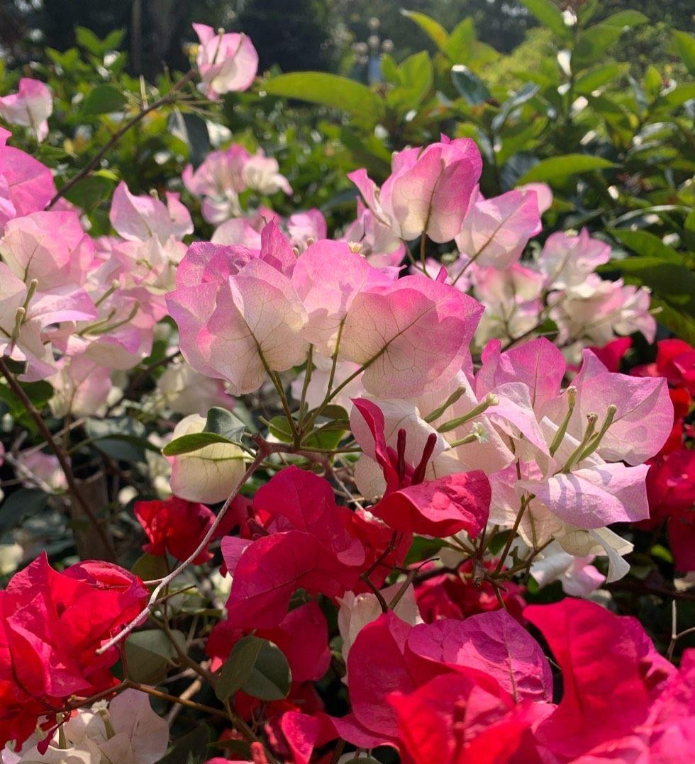 光照|又到了三角梅盛开的季节，做好3步，阳台也能养很好，照样爆花