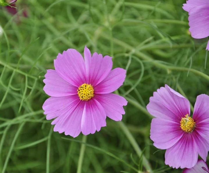 秋季养啥花这2种花,好养又好看,花色艳丽,阳台四季有花看