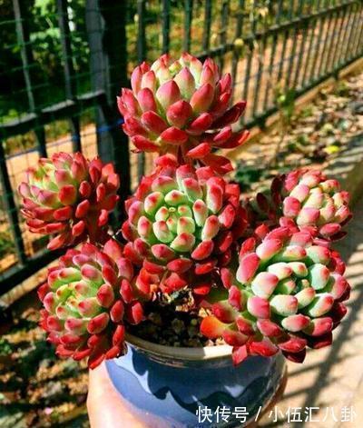 观音莲|适合新手养的“6种多肉”,耐热又不怕冷,养成老桩,又美又霸气