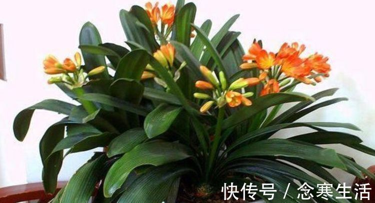 大花球|养君子兰“不要等”,盆里加“1物”,快速出箭开出“大花球”