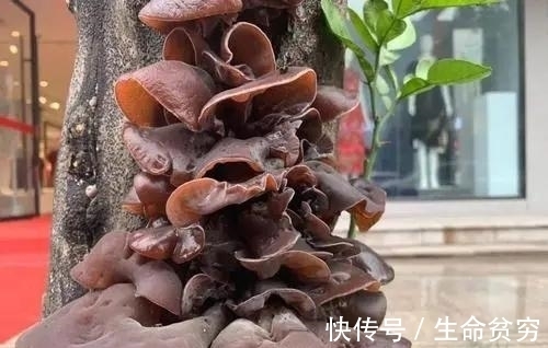 西红柿|不建议常吃的6种蔬菜，不妨对照一下，下次别吃错