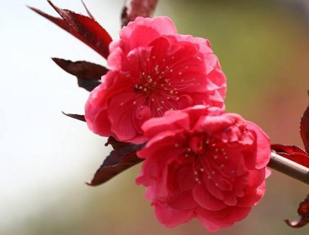 养盆“红叶碧桃”，入夏喝点“冰饮料”，花芽钻、花开一盆盆