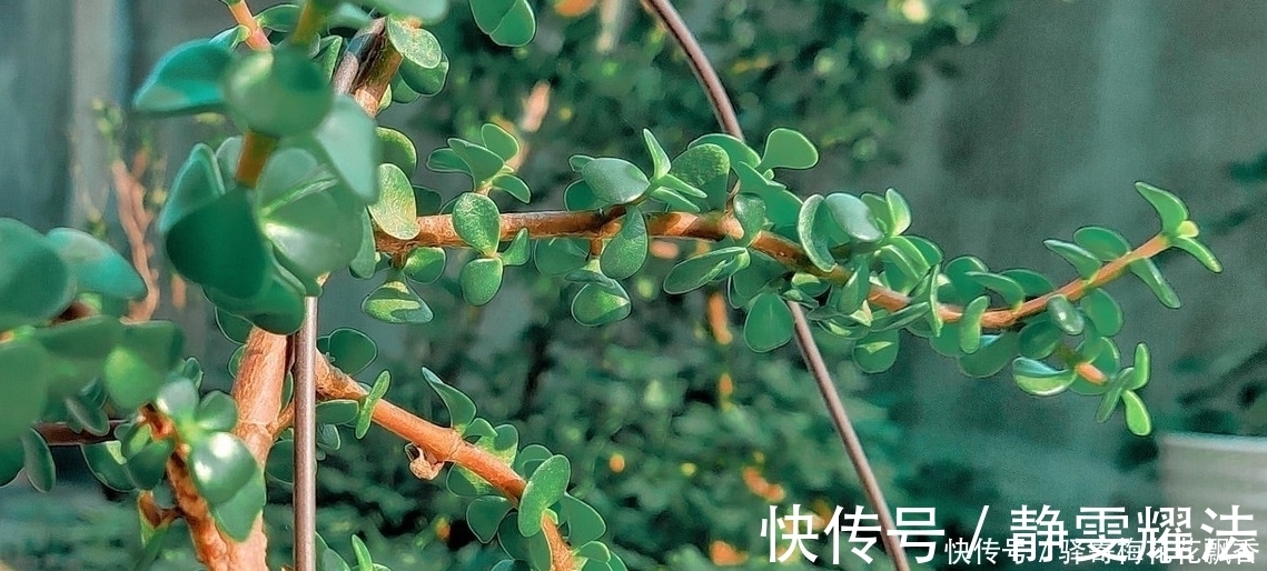 浇花|金枝玉叶盆栽浇水，注意4点，根不烂，长得快
